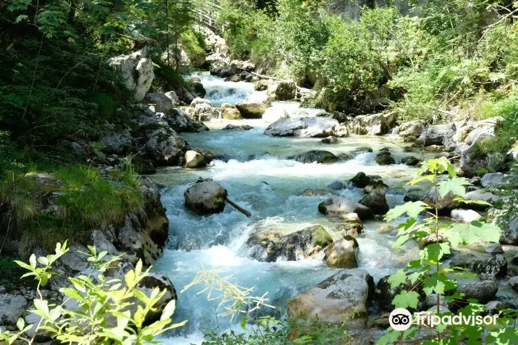 Zauberwald am Hintersee