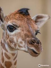 加亞公園凱爾克拉德動物園