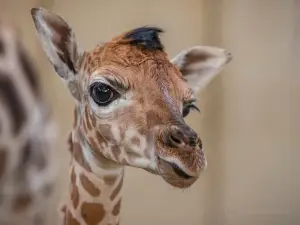 加亞公園凱爾克拉德動物園