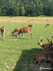 Reindeer Farm