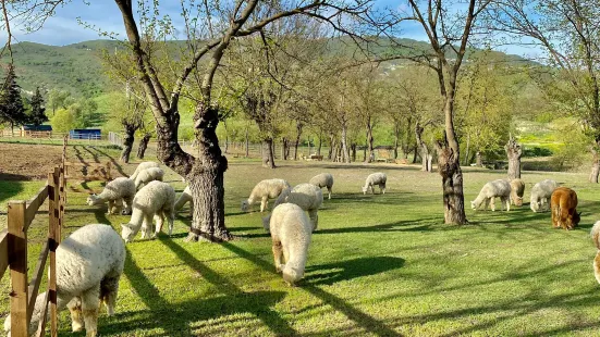 Alpaca Azerbaijan