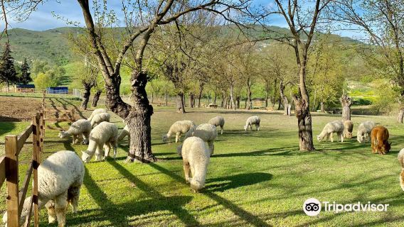 Alpaca Azerbaijan