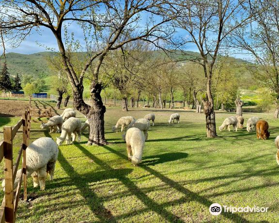 Alpaca Azerbaijan
