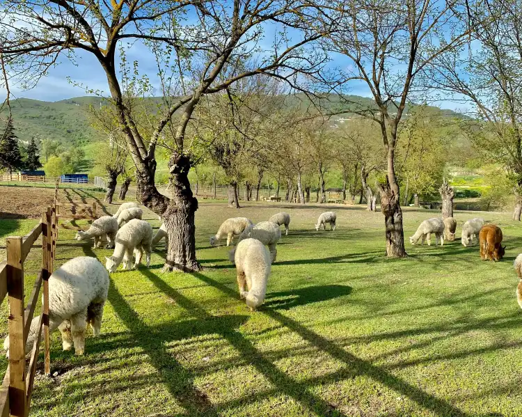 Şamaxı (Rayon)