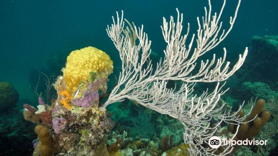 Smith’s Reef