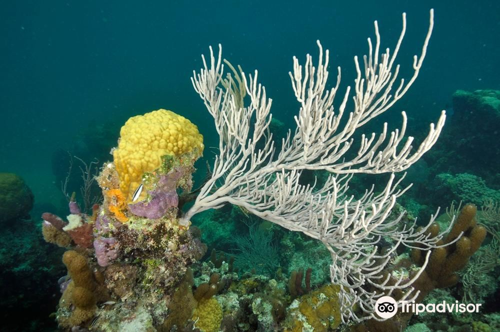 Smith’s Reef
