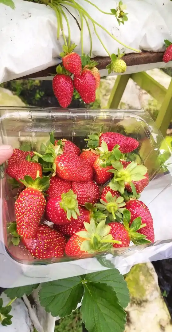 Hotels near Kok Lim Strawberry Farm
