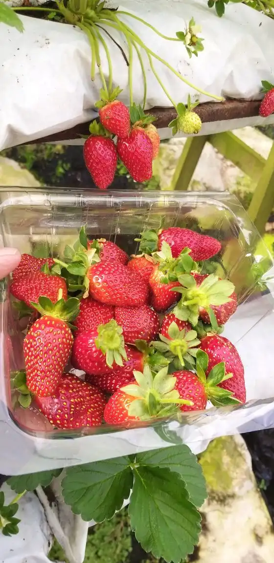 Отели рядом с достопримечательностью «Kok Lim Strawberry Farm»