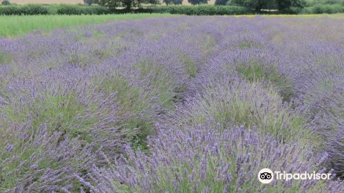 Wexford Lavender Farm