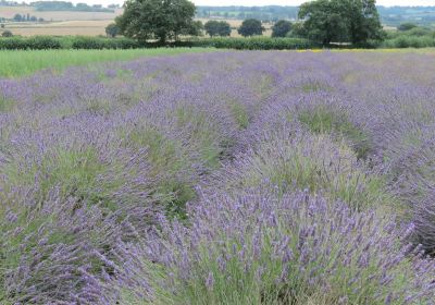 Wexford Lavender Farm