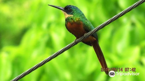 Tobago Forest Reserve