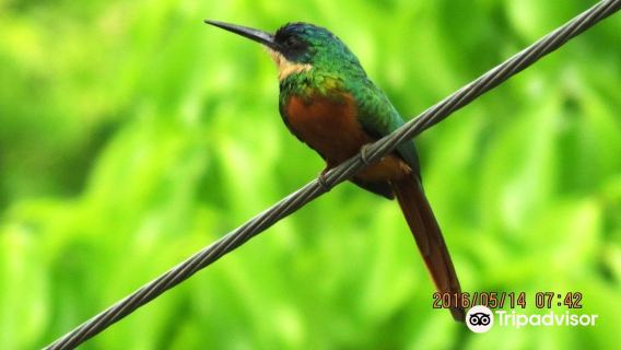 Tobago Main Ridge Forest Reserve