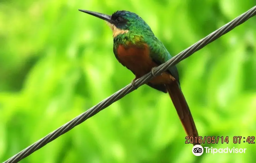 Tobago Forest Reserve