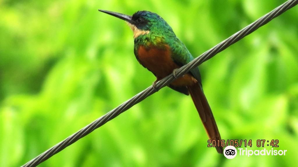 Tobago Main Ridge Forest Reserve