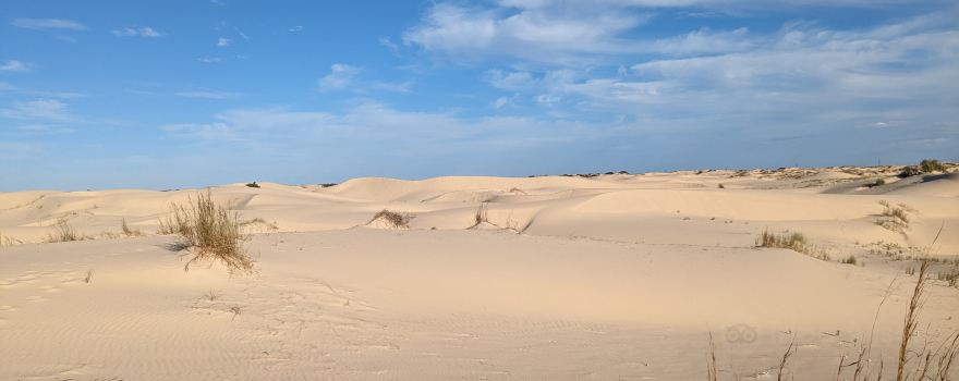 Monahans Sandhills State Park