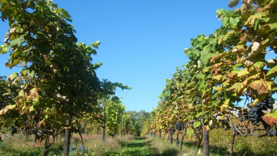 Tsurunuma Winery