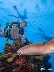 Seahorse Diving School