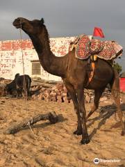 Osian Camel and Jeep Safari