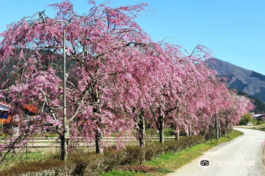 Gaisenzakura