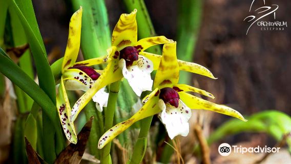 Orquidario de Estepona