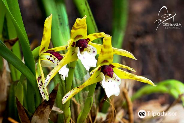 Orquidario de Estepona