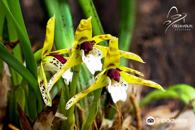 Orquidario de Estepona