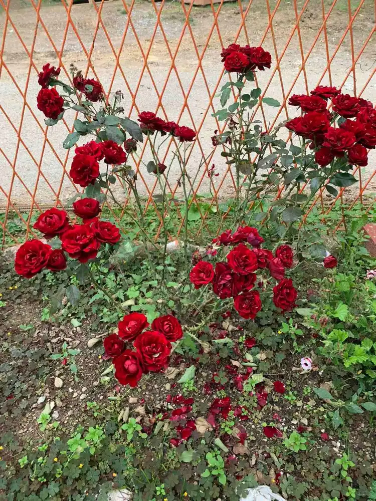 Hotels near Dulovina Botanical Garden
