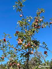 Windy Hill Orchard & Cidery