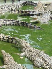 達沃鱷魚公園