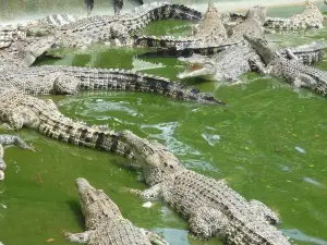 Davao Crocodile Park