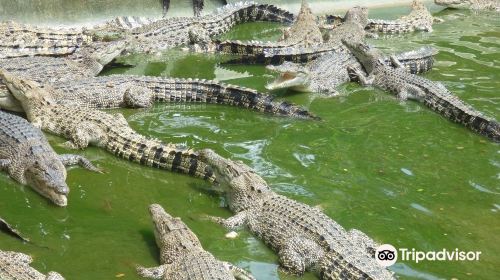 Davao Crocodile Park