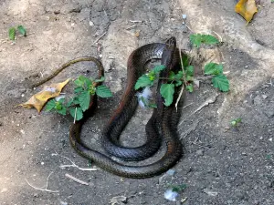 메세라니 스네이크 공원