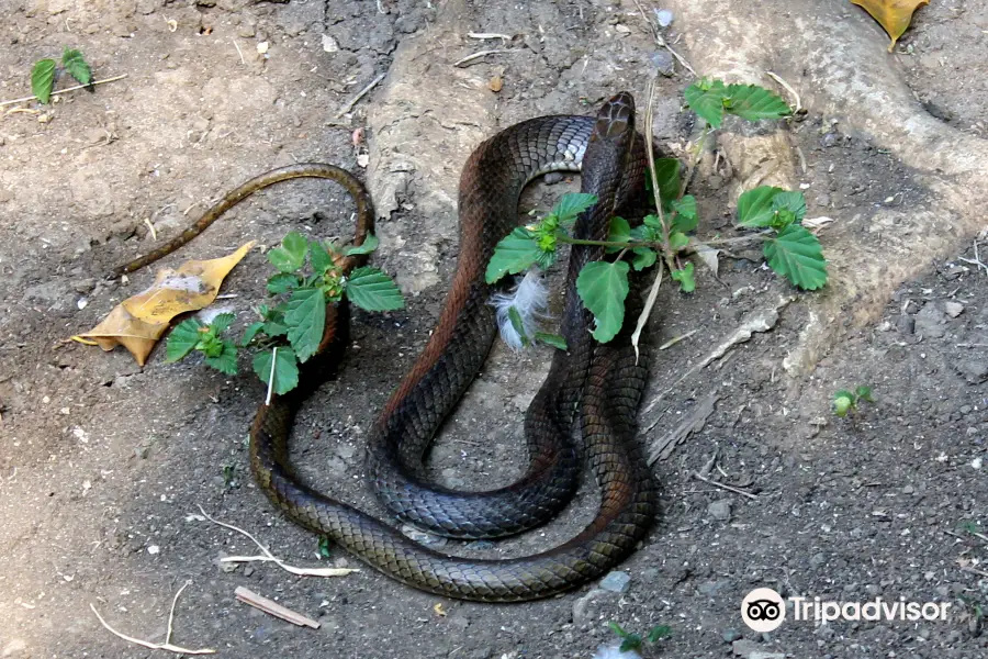 Meserani Snake Park