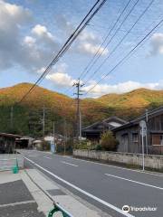 琴の大銀杏