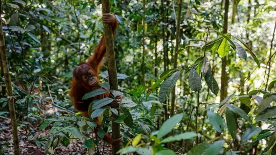 Trekking Orangutan Sumatra