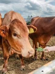 Maleny Miniature Farm ️