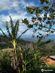 El Toledo Coffee Tour