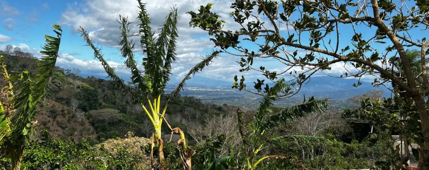 El Toledo Coffee Tour