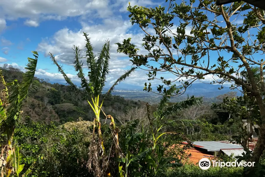 El Toledo Coffee Tour