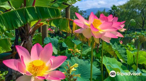 Blue Lotus Water Garden