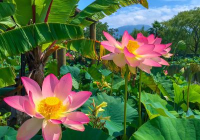 Blue Lotus Water Garden