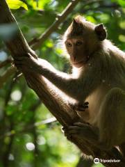 Angkor Centre for Conservation of Biodiversity