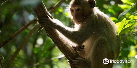 吴哥生物多样性保护中心