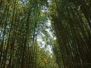 Juknokwon (Bamboo Forest)