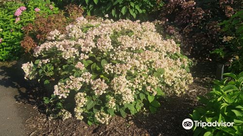 Derby Hydrangeas