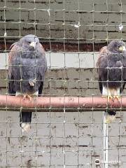 Lakeland Bird Of Prey Centre