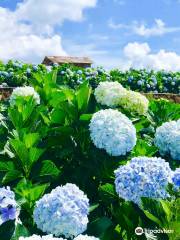 Garden Hydrangeas