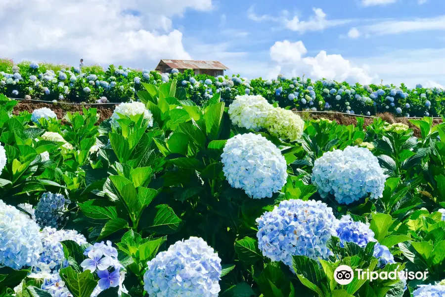 Garden Hydrangeas