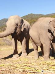 Authentic Thai Elephant Sanctuary