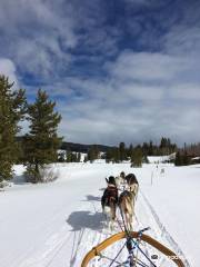 Klondike Dreams Sled Dog Rides